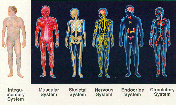 dwa5-organ-systems2